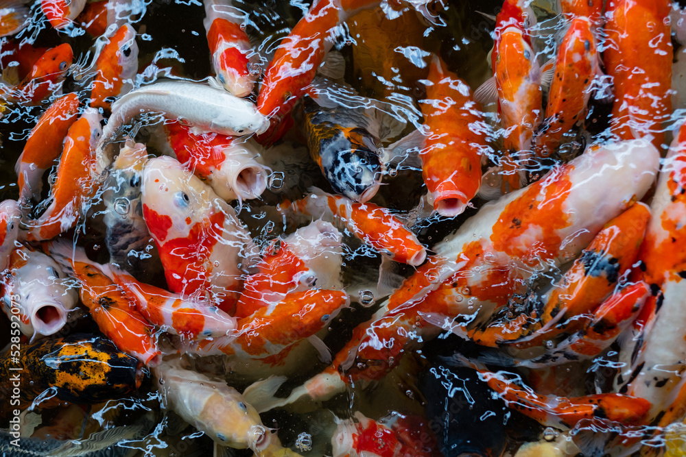 carp fish pond background, colorful background, Fancy carp carp fish pond background, colorful background, Fancy carp
