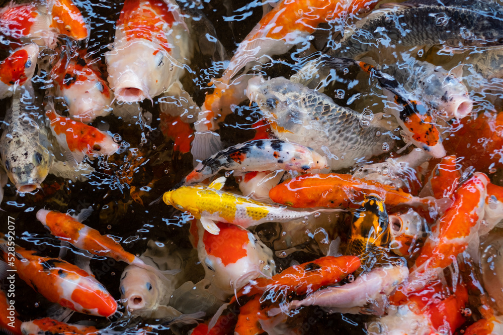 carp fish pond background, colorful background, Fancy carp