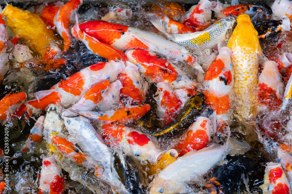 carp fish pond background, colorful background, Fancy carp
