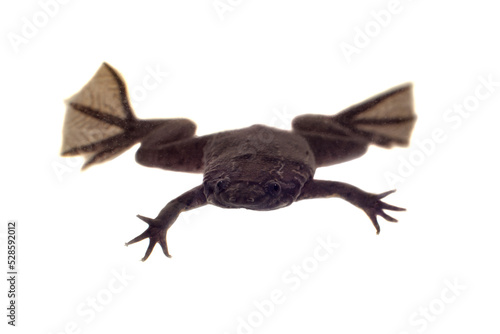 A Carvalho's Surinam toad on white background