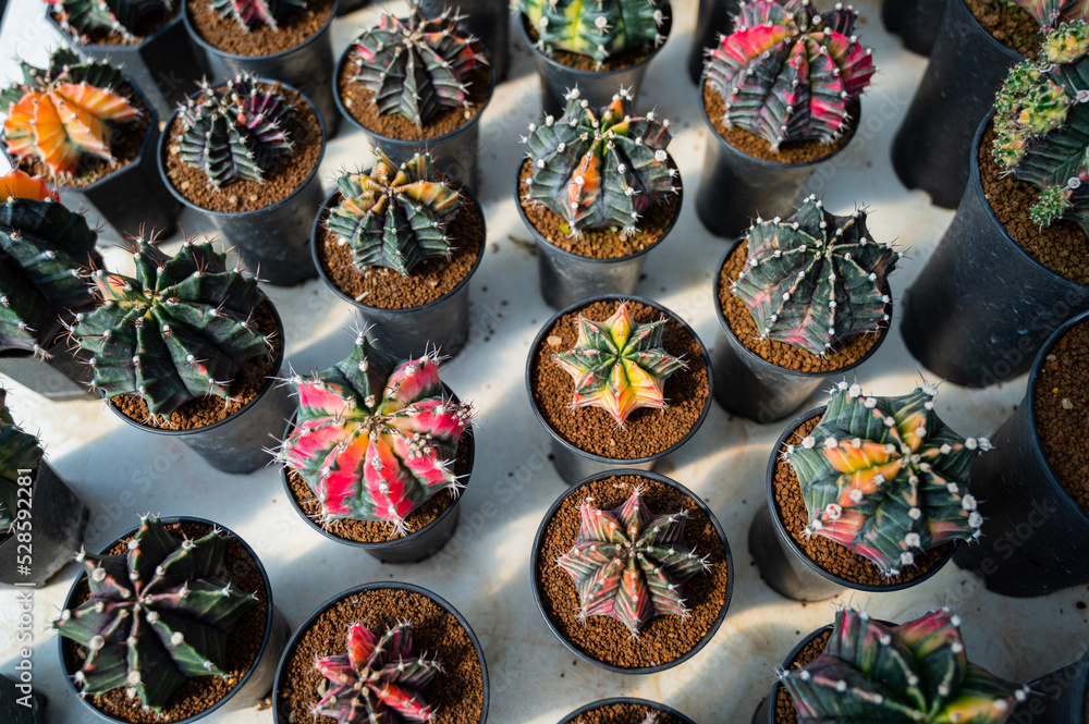 Fototapeta premium cactus greenhouse, closeup shot