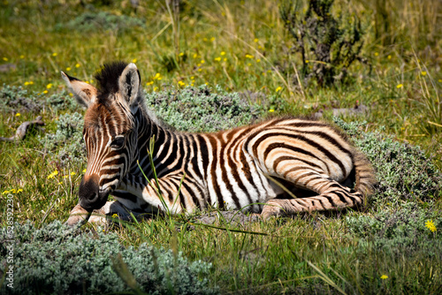 Baby Zebra  A young zebra lying in the grass enjoying the sun.    The shadow of the zebra has no stripes.    African proverb  