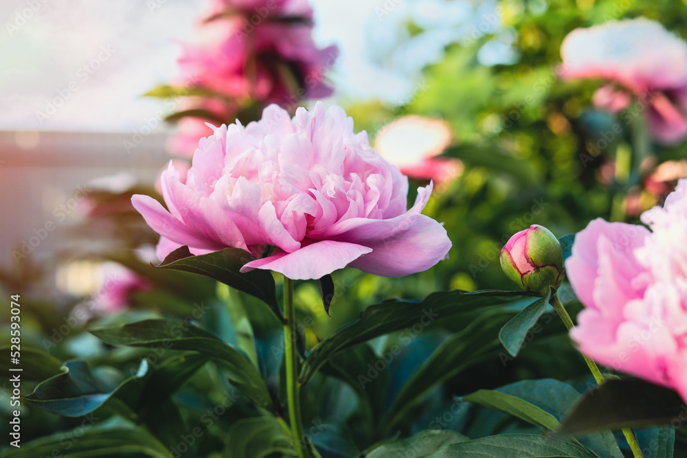 Blooming peony plant with beautiful pink flowers outdoors, closeup