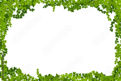 Ivy lianas frame with green leaves vector borders. Climbing plant or creeper vines with liana branches and green foliage. Evergreen hedera helix or garden ivy floral border rectangular frame