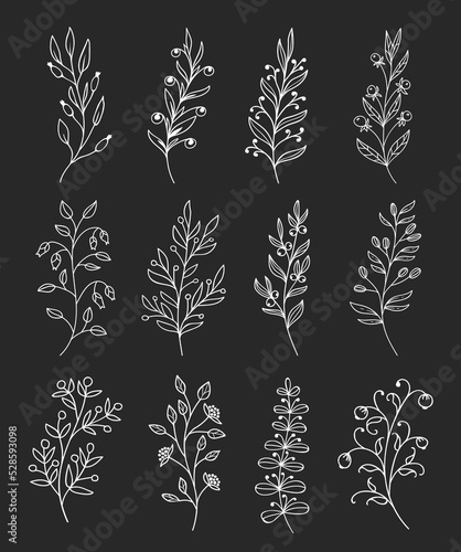 Outline twigs and sprigs with berries. Shrub plant branches and garden herbs twigs and sprigs floral line vector decorations. Field plant seeds, flower racemes and berries
