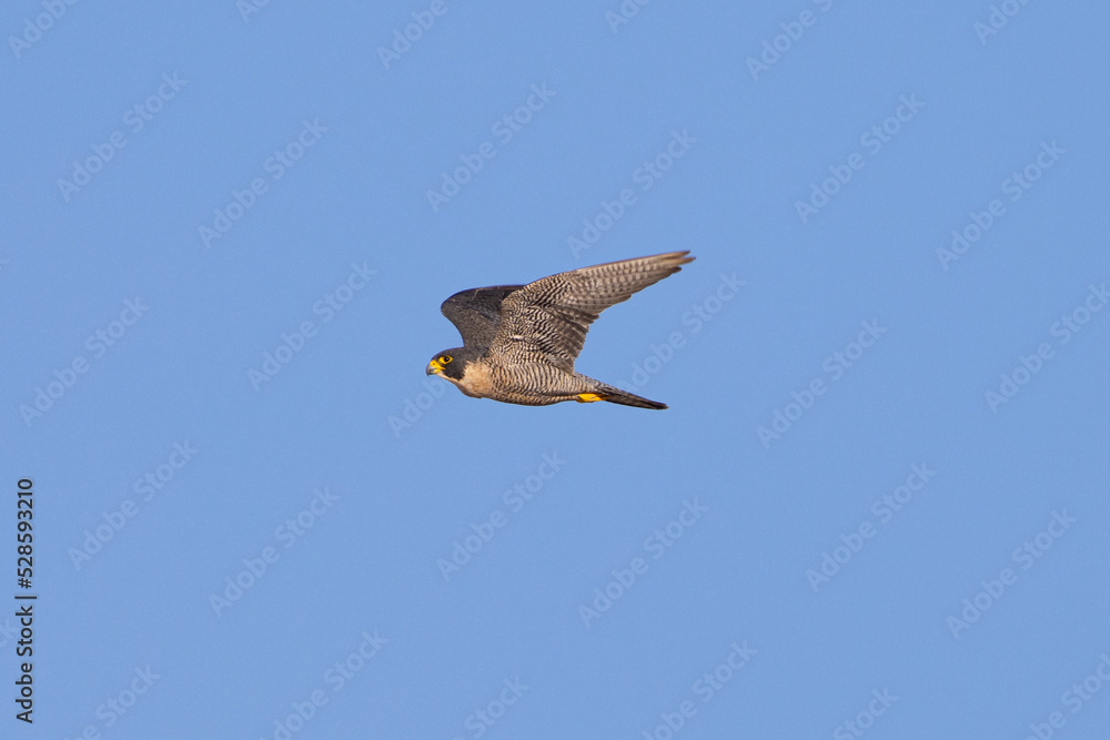 Obraz premium Close view of a Peregrine Falcon flying, seen in the wild in North California