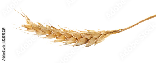 Dry ear of wheat isolated on white © New Africa