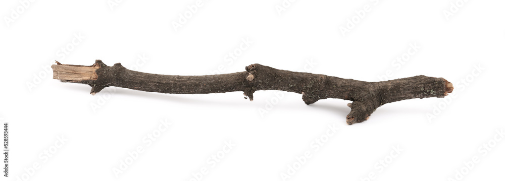 Obraz premium Old dry tree branch isolated on white