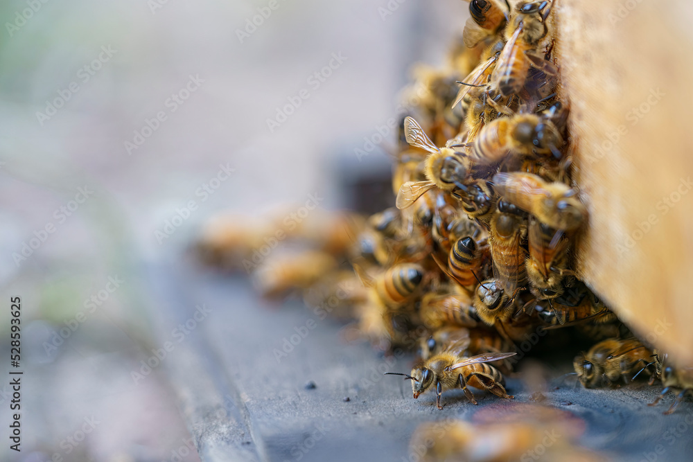 group of bees crowded at the entrance of the hive, one in focus and others behind out of focus. copy-space group of bees crowded at the entrance of the hive, one in focus and others behind out of focus. copy-space