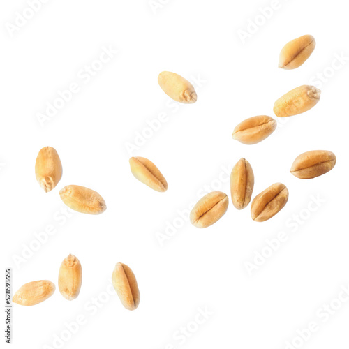 Ripe wheat grains flying on white background