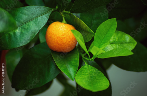 Ripe juicy sweet orange mandarins on a tree in the mandarin orchard. Selective focus. mandarin oranges photo