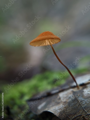 Marasmius siccus, or orange pinwheel, is a small citrus mushroom of the genus Marasmius, with a 