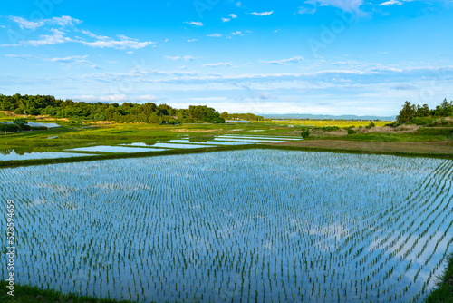 日本　水鏡が美しい春の棚田の風景