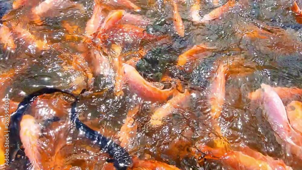 Tilapia fish farming on my farm Tilapia fish farming on my farm