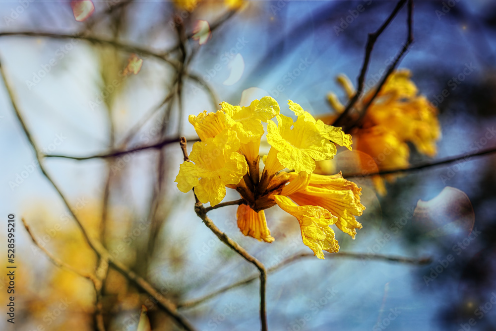 Tabebuia chrysantha blooming tree also known as Tree of gold, Tabebuia aurea, Paraguayan silver trumpet tree. Tabebuia chrysantha blooming tree also known as Tree of gold, Tabebuia aurea, Paraguayan silver trumpet tree.