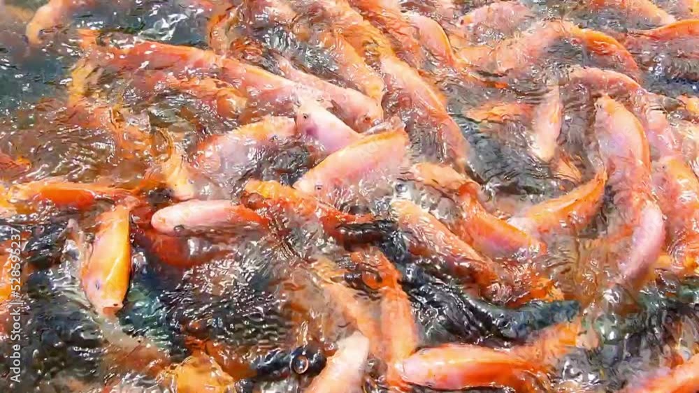 Tilapia fish farming on my farm Tilapia fish farming on my farm