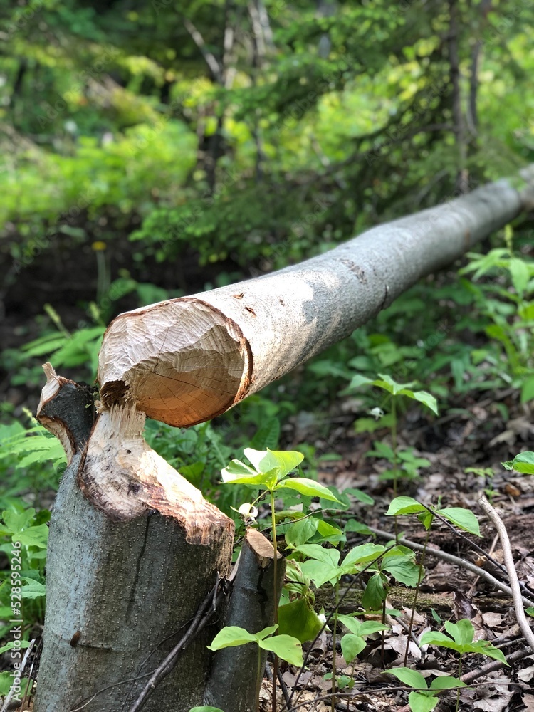 Chewed down by a Beaver 