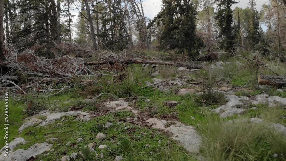 Fallen Pine Forest landscape, Jerusalem, aerial, 2022
Drone view over Jerusalem green landscape, 2022
Fallen Pine Forest landscape, Jerusalem, aerial, 2022
Drone view over Jerusalem green landscape, 2022