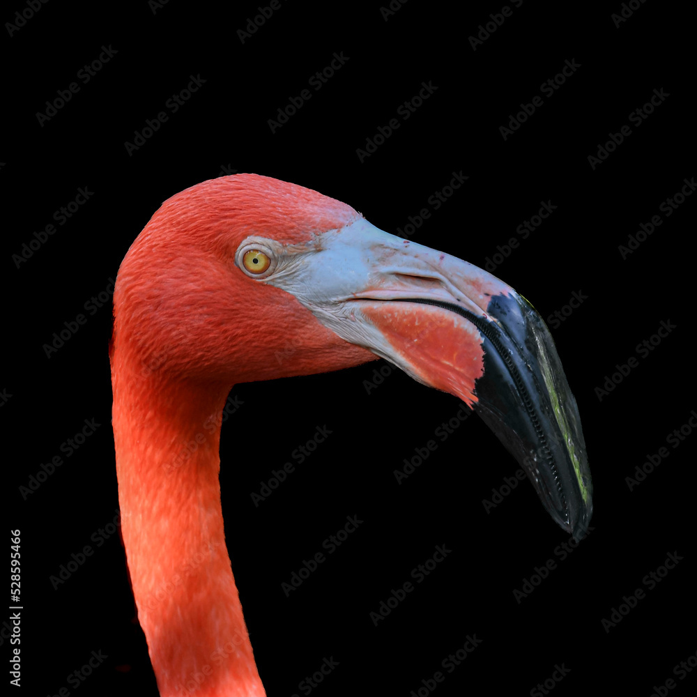 Fototapeta premium Portrait of an Orange Flamingo 