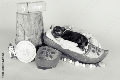 Fototapeta Naklejka Na Ścianę i Meble -  newborn puppy asleep in a Dutch wooden clog