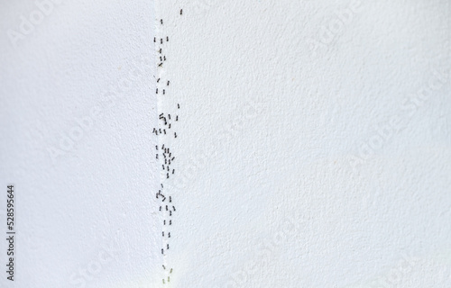 Group of Ants crawling on the white wall. Ants are a common household pest that can cause damage to your house and be very annoying.