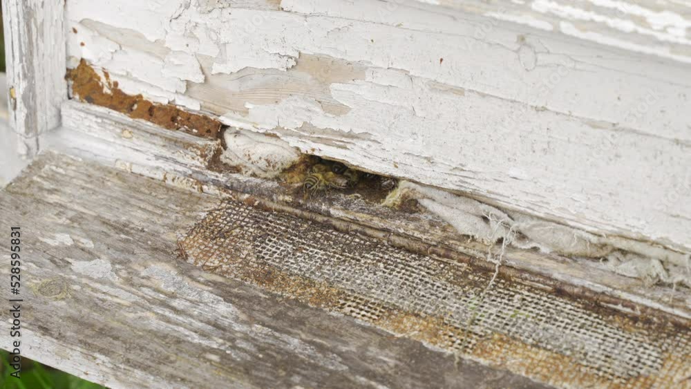 Honey bees close-up.
The bees gathered in front of the beehive fly.
