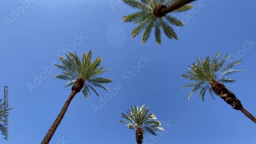 Camera looks up as it moves past rows a palm trees