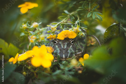 The Argentine horned frog with a flower bush