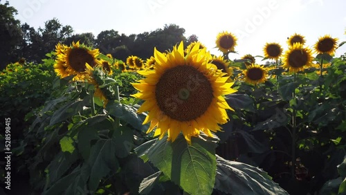 Large Sunflower Field Near Lawrence Kansas photo