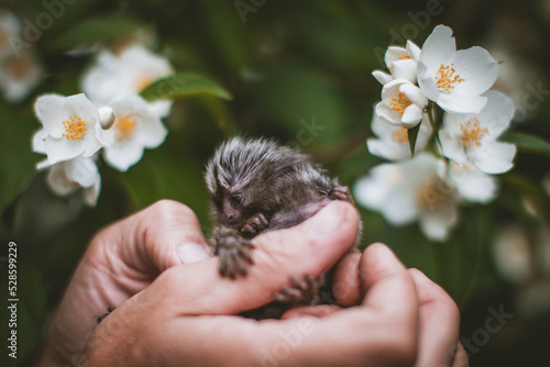 The common marmoset's babies on hand with philadelphus flower bush