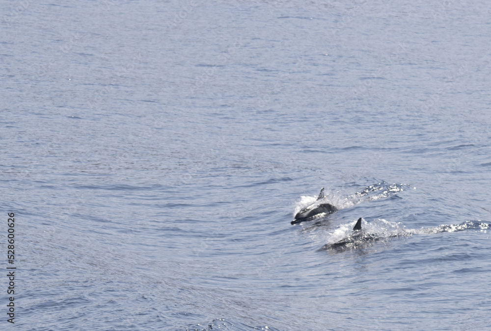 dolphins on the sea