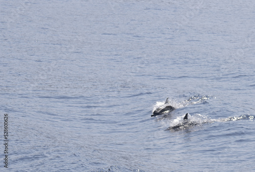 dolphins on the sea