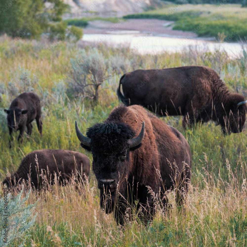 herd of wild bison in Theodore Rosevelt National Park