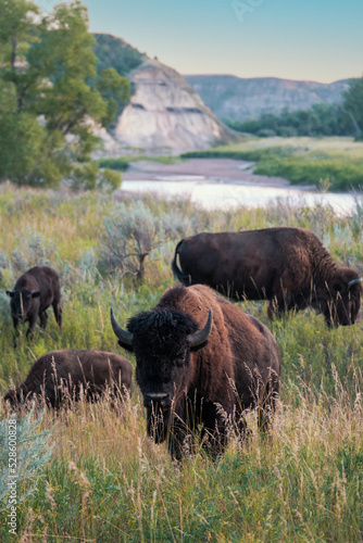 herd of wild bison in Theodore Rosevelt National Park