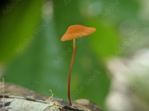 Marasmius siccus, or orange pinwheel, is a small citrus mushroom of the genus Marasmius, with a 