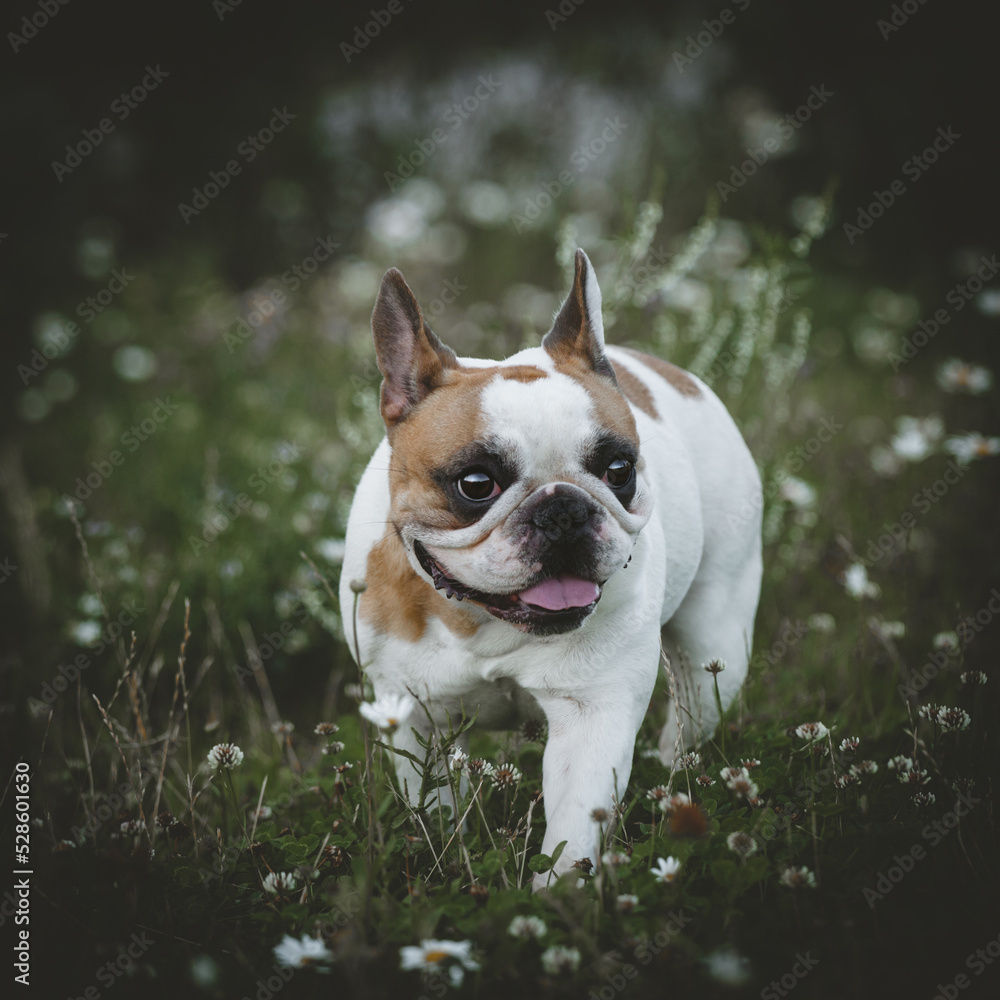 Spotted French bulldog sits in a meadow surrounded by white chamomile flowers