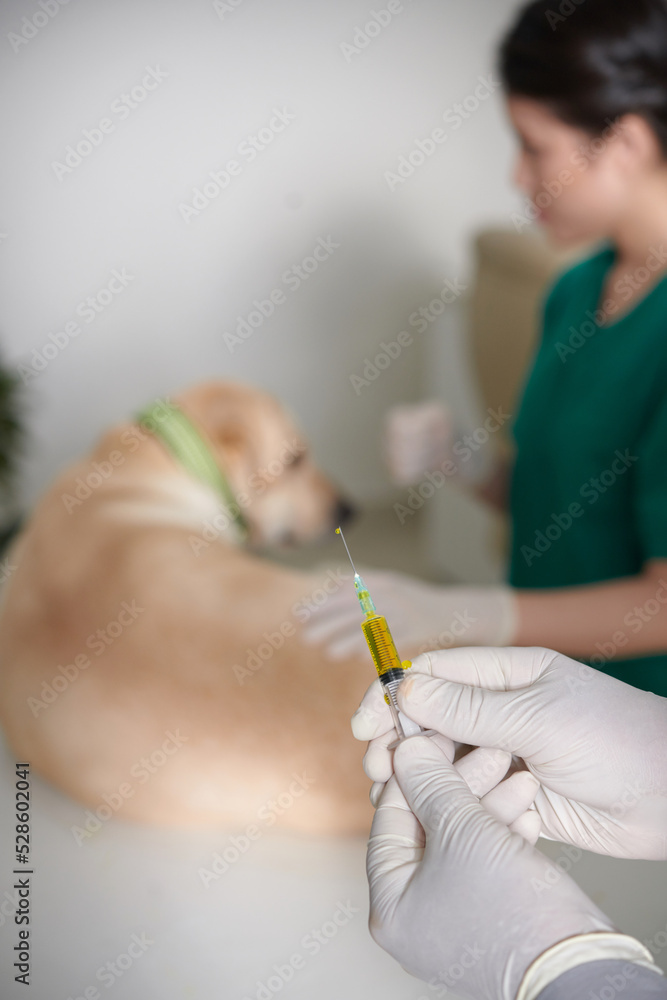 Naklejka premium Veterinarian Holding Syringe with Medicine