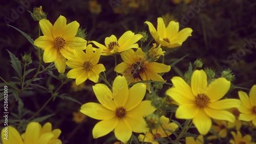 Bee Flying Around Yellow Flower