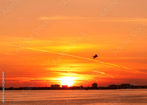 Bird pelican flying sunset sky silhouette beach ocean bay seascape