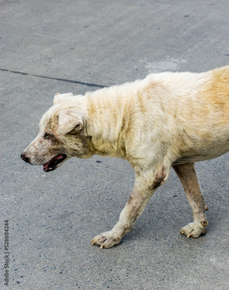 Old and sick of Thai dog walking on the street