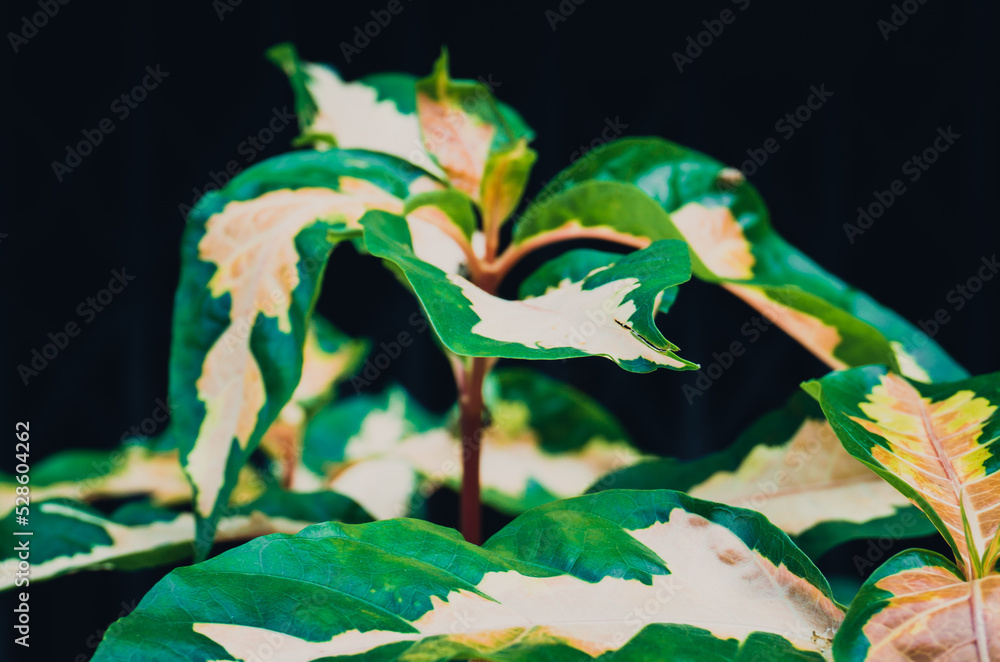 Green plant in garden and blur background, flash condition