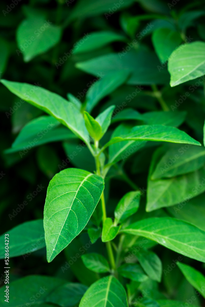 Green plant in garden and blur background, flash condition