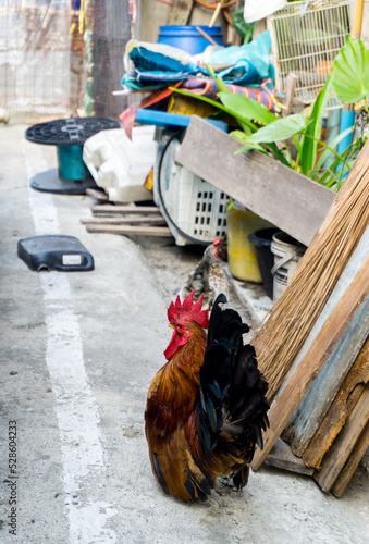 Obraz na płótnie Bantam, small chicken of Thailand w salonie