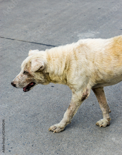 Obraz na płótnie Old and sick of Thai dog walking on the street w salonie