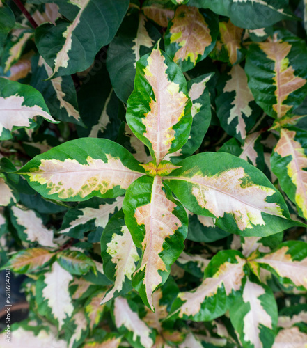 Green plant in garden and blur background, flash condition