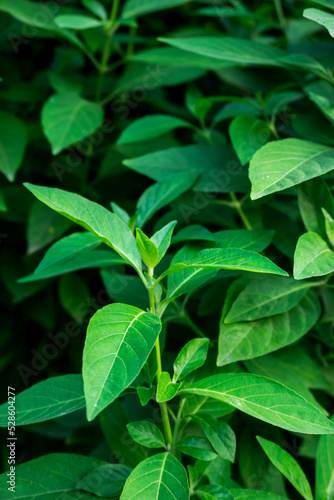 Green plant in garden and blur background, flash condition