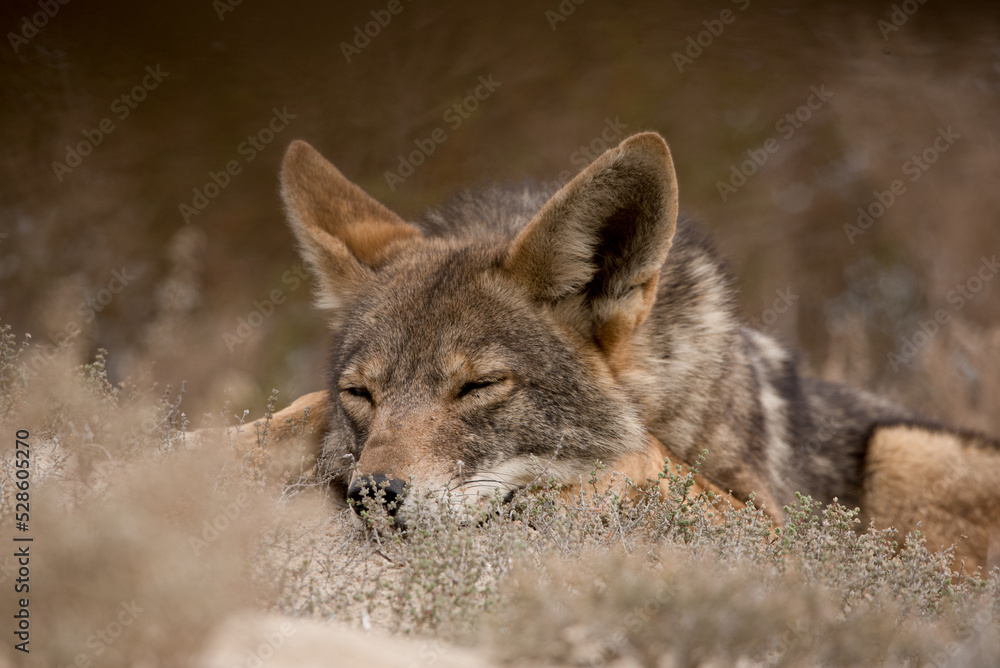 Obraz premium Kojote