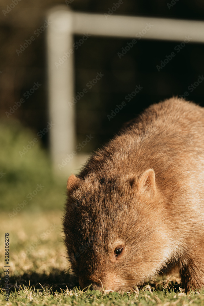 Bare-nosed Wombat at Bendeela Campground. Bare-nosed Wombat at Bendeela Campground.