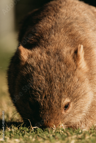 Bare-nosed Wombat at Bendeela Campground. © Brayden
