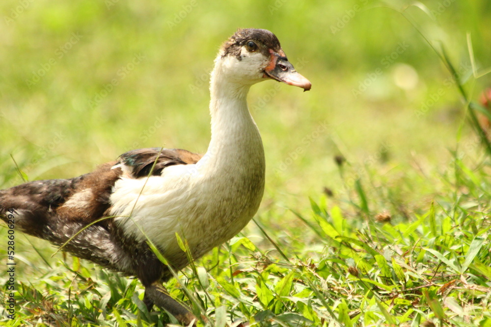 A duck walking on the grass A duck walking on the grass